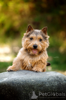 Dodatkowe zdjęcia: Norwich Terrier