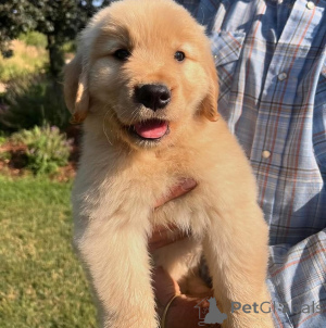 Zdjęcie №1. golden retriever - na sprzedaż w Goyave | negocjowane | Zapowiedź №172955