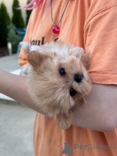 Zdjęcie №2 do zapowiedźy № 137493 na sprzedaż   - wkupić się Szwajcaria prywatne ogłoszenie