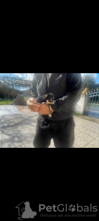 Zdjęcie №3. (Chihuahua) 2 Glyká, Panémorfa Tsiouáoua.. Grecja