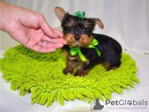 Zdjęcie №1. yorkshire terrier - na sprzedaż w Веймар | 1465zł | Zapowiedź №119002