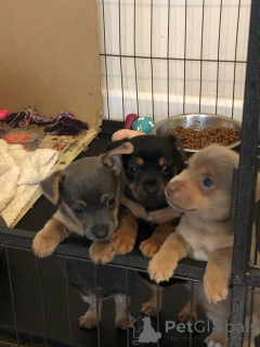 Zdjęcie №1. jack russell terrier - na sprzedaż w Aalborg | 2870zł | Zapowiedź №167505