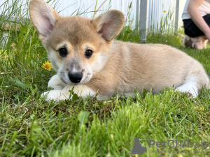 Dodatkowe zdjęcia: Szczenięta Pembroke Welsh Corgi