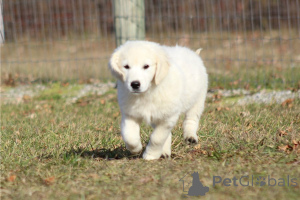 Zdjęcie №2 do zapowiedźy № 135599 na sprzedaż  golden retriever - wkupić się Niemcy prywatne ogłoszenie, hodowca