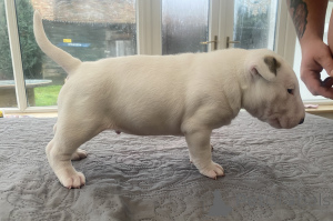 Zdjęcie №1. bulterier - na sprzedaż w Poznań | 5740zł | Zapowiedź №50291