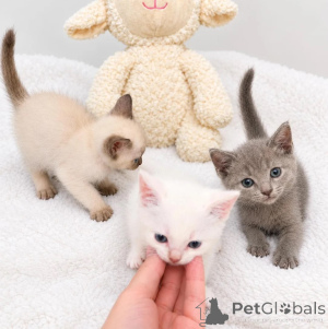 Zdjęcie №1. kot cornish rex - na sprzedaż w Klingenberg | 1674zł | Zapowiedź № 178171