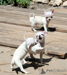 Zdjęcie №4. Sprzedam chihuahua (rasa psów) w Teksas. prywatne ogłoszenie, od żłobka, ze schronu, hodowca - cena - negocjowane