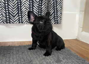 Zdjęcie №2 do zapowiedźy № 166276 na sprzedaż  buldog francuski - wkupić się USA 