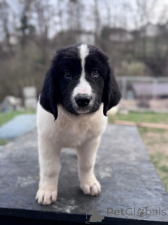 Zdjęcie №3.  Landseer breeding - exceptional puppies for sale! . Polska