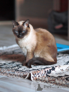 Zdjęcie №2 do zapowiedźy № 158843 na sprzedaż  tajski - wkupić się Federacja Rosyjska prywatne ogłoszenie