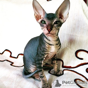 Zdjęcie №1. kot peterbald - na sprzedaż w Petersburg | negocjowane | Zapowiedź № 10039
