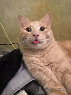 Zdjęcie №2 do zapowiedźy № 163751 na sprzedaż   - wkupić się Federacja Rosyjska prywatne ogłoszenie