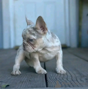 Zdjęcie №4. Sprzedam  w BuggenHout.  - cena - negocjowane