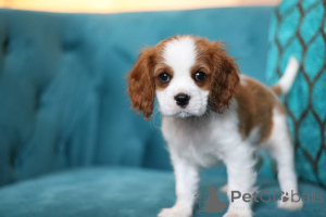 Zdjęcie №3. Daisy, mały promyk słońca gotowy wypełnić Twoje dni miłością i śmiechem!. Irlandia