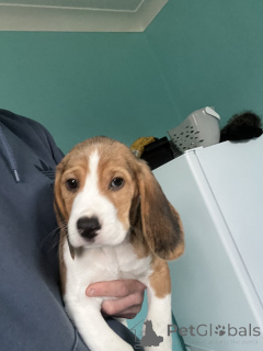 Zdjęcie №1. beagle (rasa psa) - na sprzedaż w Miasto Kalifornii | negocjowane | Zapowiedź №170301