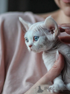 Zdjęcie №1. devon rex - na sprzedaż w Monachium | negocjowane | Zapowiedź № 171389