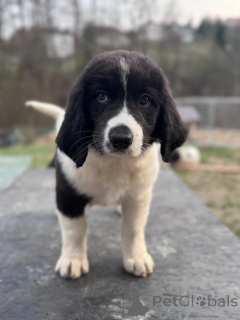 Zdjęcie №2 do zapowiedźy № 138673 na sprzedaż  landseer - wkupić się Polska hodowca