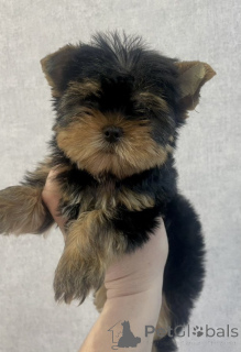 Zdjęcie №3. Szczenięta z Yorkshire Terrier Mini. Federacja Rosyjska