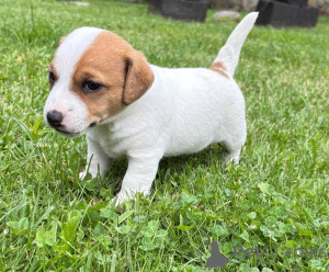 Zdjęcie №3. Szczenięta Jacka Russella do adopcji.. Finlandia