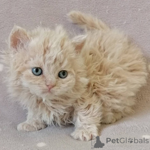 Zdjęcie №1. selkirk rex długowłosy - na sprzedaż w Larnaca | negocjowane | Zapowiedź № 174857