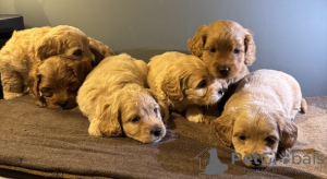 Zdjęcie №3. Süßer Maltipoo. Niemcy