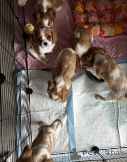 Zdjęcie №1. cavalier king charles spaniel - na sprzedaż w Brandenburg | 3588zł | Zapowiedź №161173