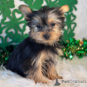 Zdjęcie №1. yorkshire terrier - na sprzedaż w Дортмунд | 2392zł | Zapowiedź №134837