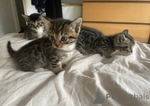 Zdjęcie №2 do zapowiedźy № 161183 na sprzedaż  munchkin - wkupić się Niemcy hodowca