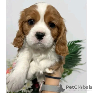 Zdjęcie №2 do zapowiedźy № 136344 na sprzedaż  cavalier king charles spaniel - wkupić się Niemcy hodowca