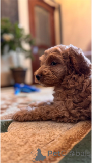 Zdjęcie №4. Sprzedam pudel (royal) w Łabinsk. prywatne ogłoszenie - cena - 2063zł