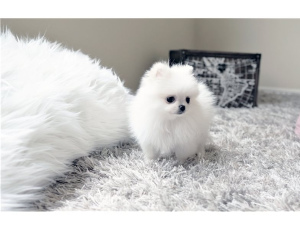 Zdjęcie №2 do zapowiedźy № 6402 na sprzedaż  szpic miniaturowy - wkupić się Szwajcaria prywatne ogłoszenie, od żłobka, ze schronu, hodowca