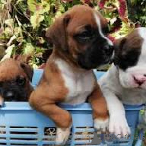 Zdjęcie №1. bokser - na sprzedaż w Mediolan | 4066zł | Zapowiedź №165798