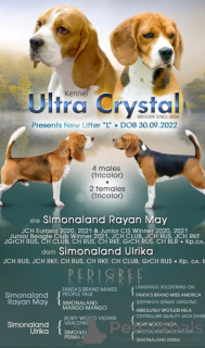 Zdjęcie №4. Krycia beagle (rasa psa) w Federacja Rosyjska. Zapowiedź № 133040