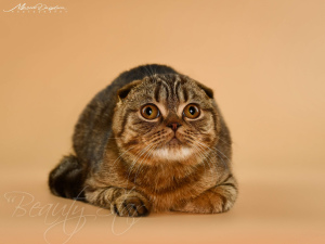 Zdjęcie №2 do zapowiedźy № 5928 na sprzedaż  scottish fold - wkupić się Ukraina od żłobka, hodowca