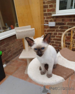 Zdjęcie №3. Koty syjamskie Idealne połączenie wdzięku i osobowości. Niemcy