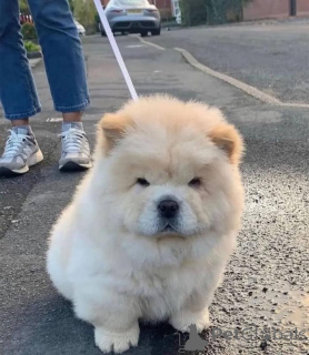 Zdjęcie №1. chow-chow - na sprzedaż w Antwerpia | negocjowane | Zapowiedź №170823