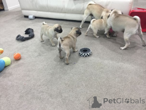 Zdjęcie №4. Sprzedam mops w Pärnu. prywatne ogłoszenie, hodowca - cena - 2392zł