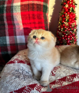Zdjęcie №2 do zapowiedźy № 163110 na sprzedaż  scottish fold - wkupić się Ukraina ze schronu, hodowca