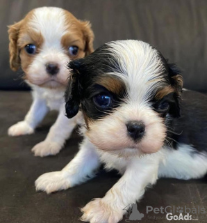 Zdjęcie №1. cavalier king charles spaniel - na sprzedaż w Mediolan | 1465zł | Zapowiedź №110892