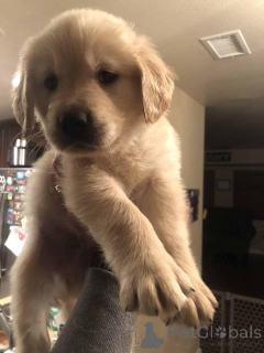 Zdjęcie №4. Sprzedam golden retriever w Warszawa. hodowca - cena - negocjowane