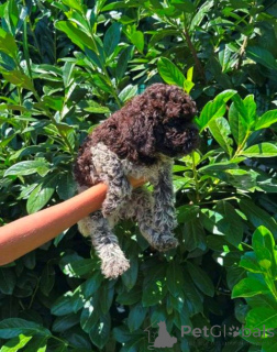 Zdjęcie №2 do zapowiedźy № 173719 na sprzedaż  lagotto romagnolo - wkupić się Serbia 