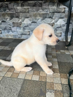 Zdjęcie №2 do zapowiedźy № 134779 na sprzedaż  labrador retriever - wkupić się Niemcy hodowca