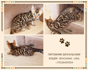 Zdjęcie №2 do zapowiedźy № 2132 na sprzedaż  kot bengalski - wkupić się Federacja Rosyjska hodowca
