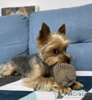 Zdjęcie №2 do zapowiedźy № 102891 na sprzedaż  yorkshire terrier - wkupić się USA prywatne ogłoszenie, hodowca