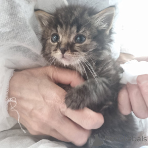 Zdjęcie №2 do zapowiedźy № 146283 na sprzedaż   - wkupić się Federacja Rosyjska prywatne ogłoszenie