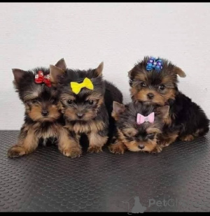 Zdjęcie №1. yorkshire terrier - na sprzedaż w Aschaffenburg | negocjowane | Zapowiedź №137603