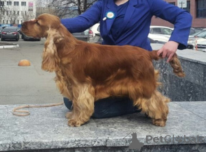 Zdjęcie №3. Handler, treser psów w Federacja Rosyjska
