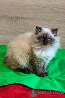 Zdjęcie №3. Chatons himalayens à vendre. Francja
