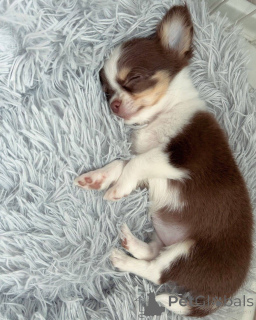 Zdjęcie №2 do zapowiedźy № 152582 na sprzedaż  chihuahua (rasa psów) - wkupić się Szwajcaria prywatne ogłoszenie