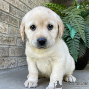 Zdjęcie №4. Sprzedam labrador retriever w São Paulo. prywatne ogłoszenie - cena - 594zł